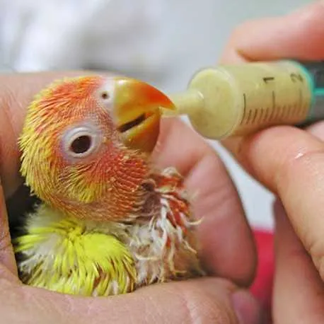 NUTRIBIRD A19 HIGH ENERGY  KWEEKPAP VOOR ARA'S, AFRIKAANSE GRIJZEN EN ECLECTUS 800 GR